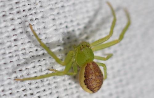 Réf. 357 507 : Diaea dorsata